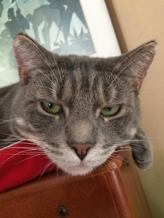 They tried making animals watch AHS:Hotel first, but PETA stepped in (Photo credit: Samuel James)
